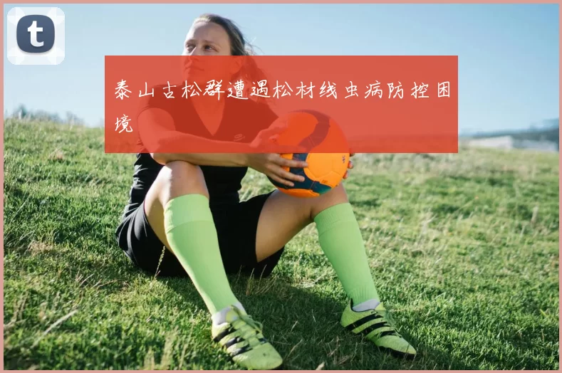 泰山古松群遭遇松材线虫病防控困境